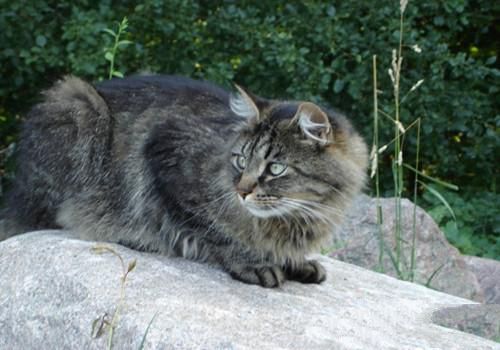 西伯利亚森林猫的形态特征