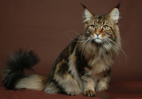 西伯利亚森林猫的性格特点