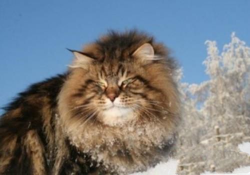 西伯利亚森林猫的喂食要求