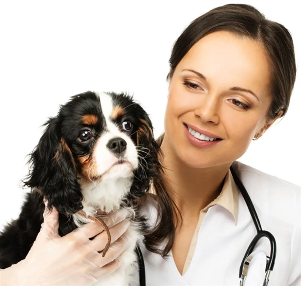 狗狗拉稀腹泻胃肠炎用什么药效果好？