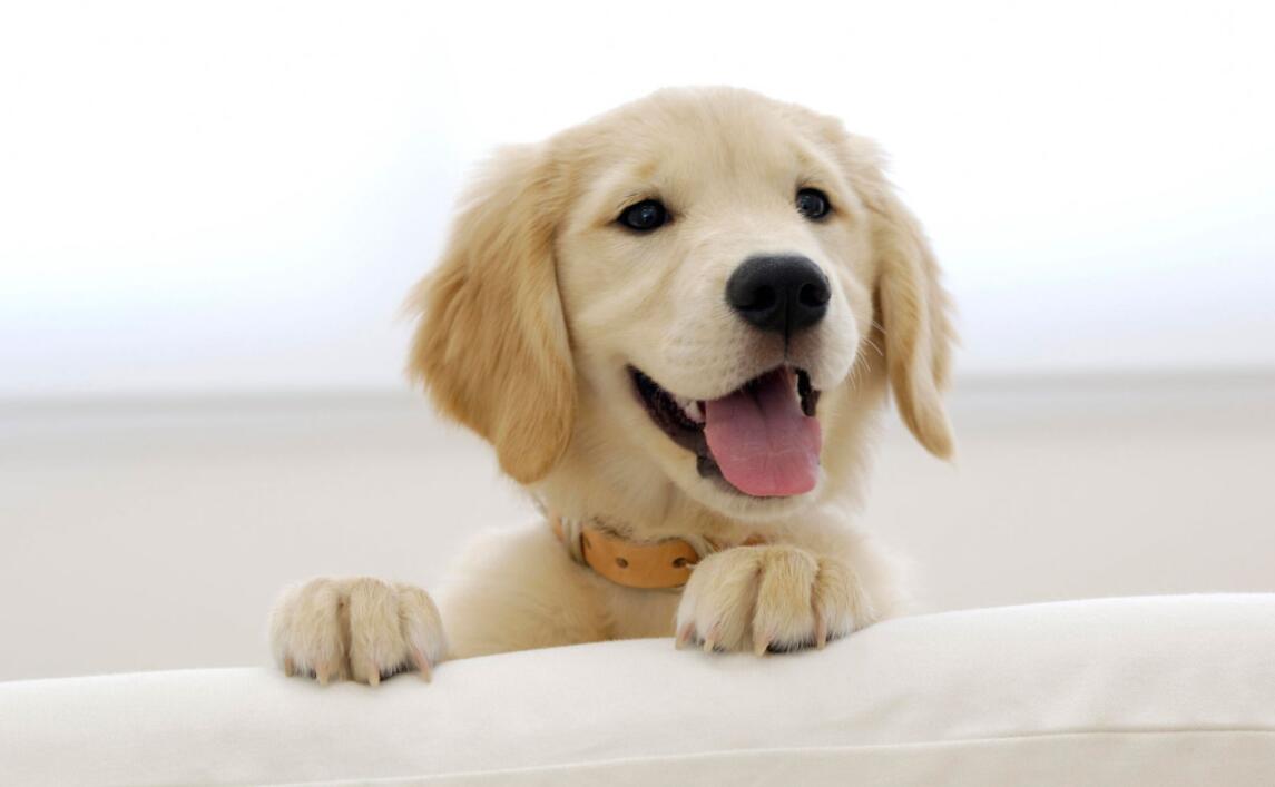 狗湿疹、疙瘩图