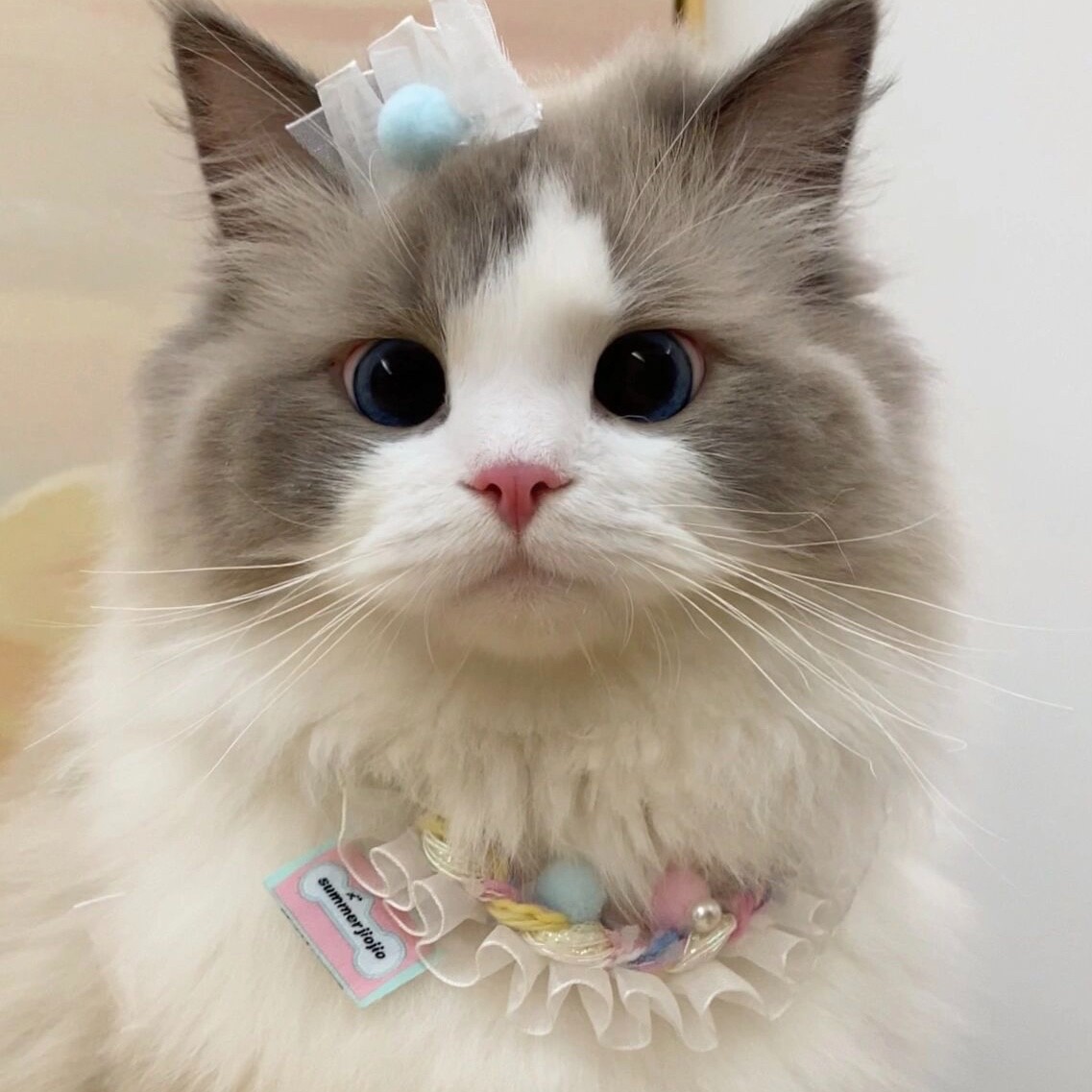 猫咪.jpeg 猫咪.jpeg