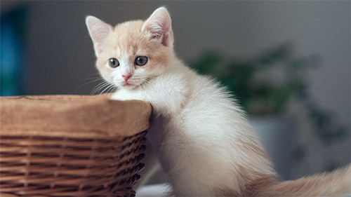 小猫猫癣会传染大猫吗,猫奶癣会传染猫吗