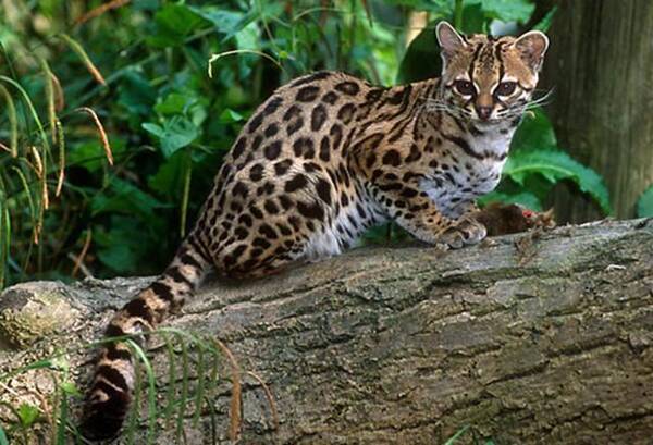 豹猫 学名 prionailurus bengalensis 是产于亚洲的猫科动物. 