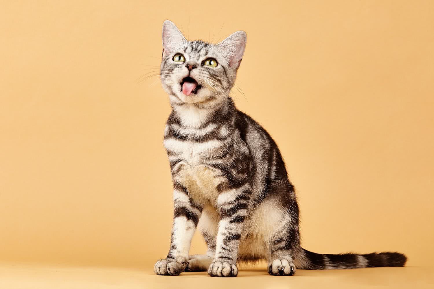 全球常见的8种宠物猫,第一名占据宠物界的半壁江山 