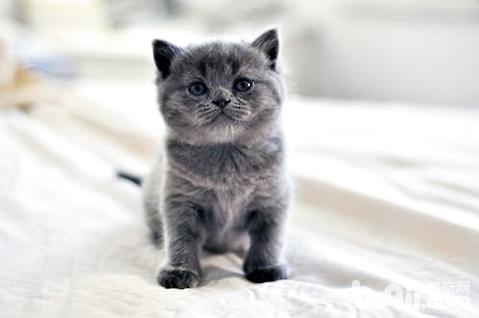 俄罗斯蓝猫多少钱一只 俄罗斯蓝猫价格