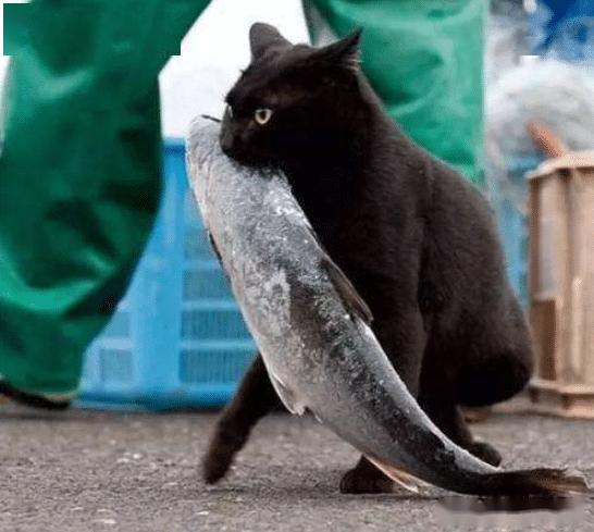 猫喜欢吃鱼,这是一个被误解了700多年的常识,并且可能致命