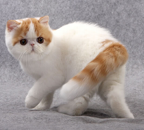 可爱表情与圆滚滚体型结合的加菲猫图集的图片大全 爱宠网 