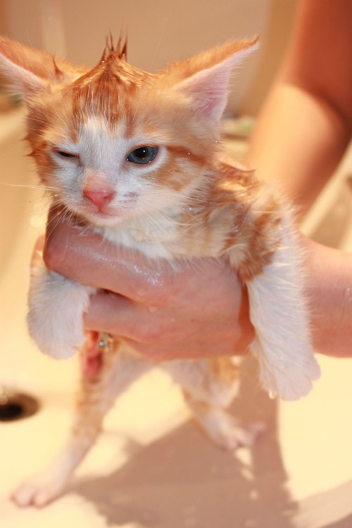 宠物猫多少天洗一次澡,新手怎么帮猫咪洗澡 