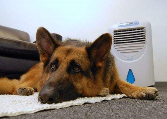 夏季防暑降温,可别让汪星人得了空调病噢 