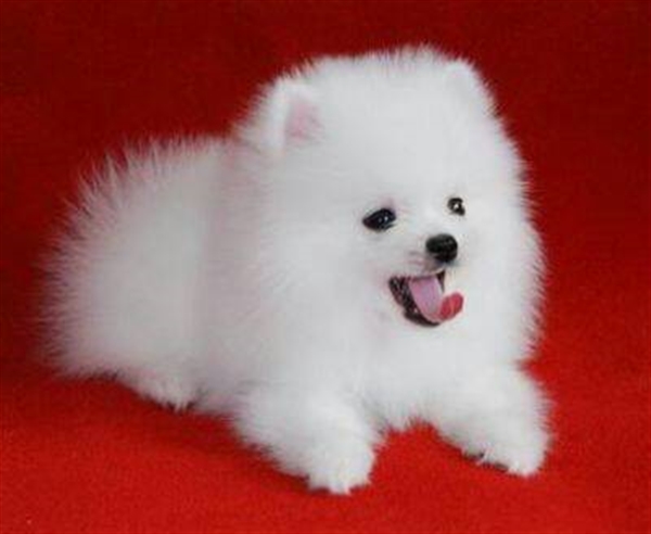 博美犬的结膜炎的治疗体会