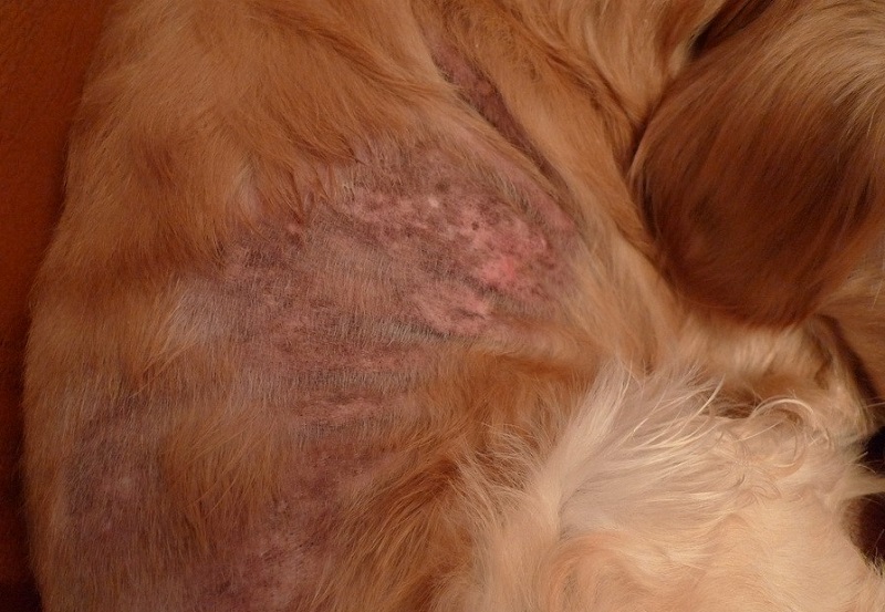 金毛常见皮肤病症状图片及其治疗方案 第 3 张