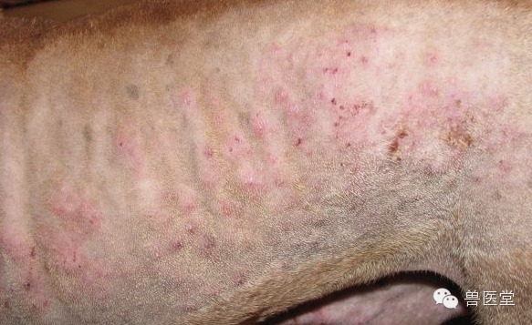 狗狗皮肤病症状图片示例，5分钟知晓是什么病！ 第 6 张