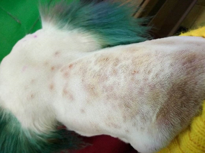 狗狗皮肤病症状图片示例，5分钟知晓是什么病！ 第 7 张