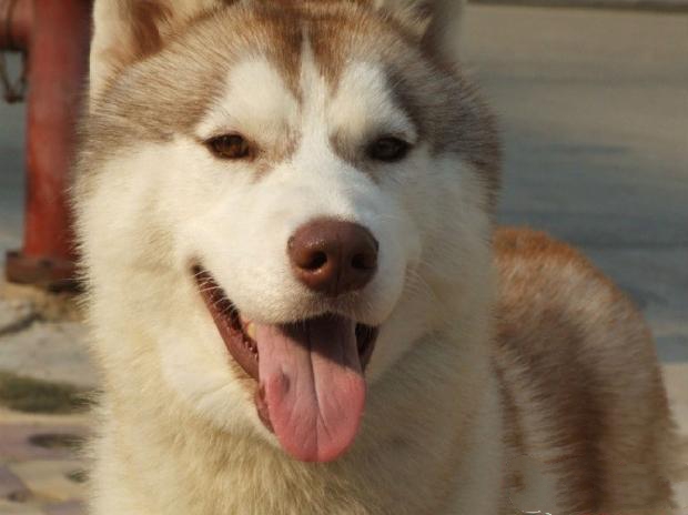 狗狗中暑的急救措施