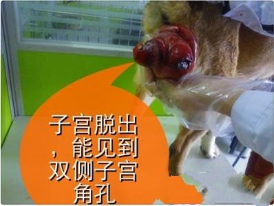 犬子宫脱出