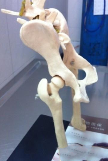 髋关节的骨骼解剖图