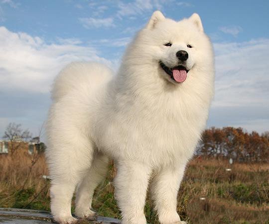萨摩耶犬 萨摩耶犬