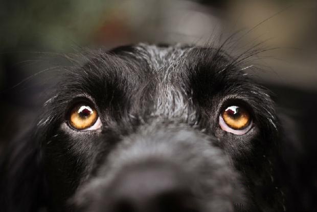 眼睛是心灵的窗户，狗狗的眼睛也能很好反应出狗狗的健康状况