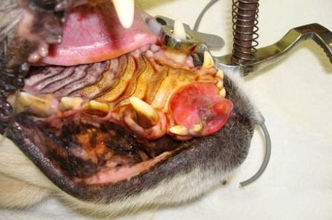 这是一只金毛猎犬的上颔骨前端出现了淋巴肉瘤，需要切除