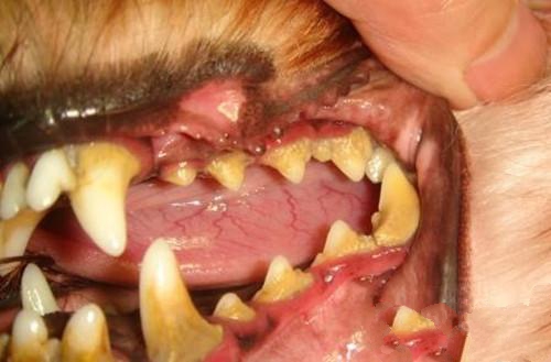 狗狗牙齿