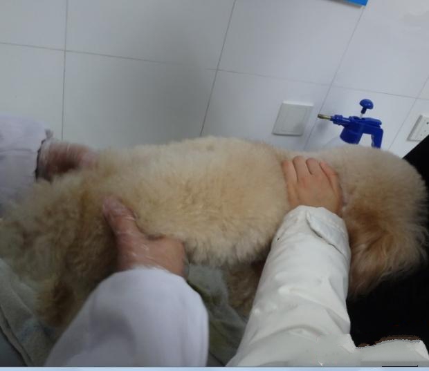 图1 触诊检查狗狗后躯，双腿无力，腰椎触诊疼痛，小便失禁，肠管内有大量积粪
