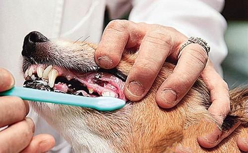为狗狗定期清洁口腔可有效防止狗狗口臭
