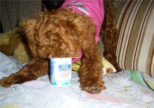 狗狗喝酸奶