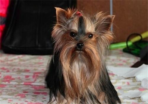 犬腹股沟疝的诊断及防治