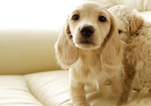 狗狗肠胃为何会菌群失调