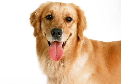 观察口腔黏膜及舌头的颜色和状态，了解狗狗的状况