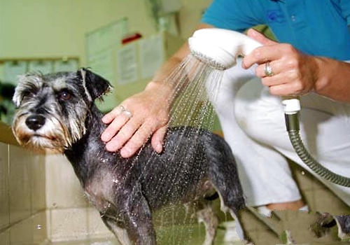 洗澡过于频繁，被毛不吹干是目前导致狗狗皮肤病的主要原因