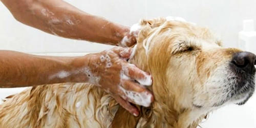 狗狗洗澡预防皮肤病