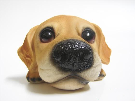 湿润的鼻镜往往是狗狗健康的一个重要标志
