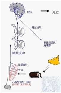 图1：狂犬病毒在人（动物）体内传播过程