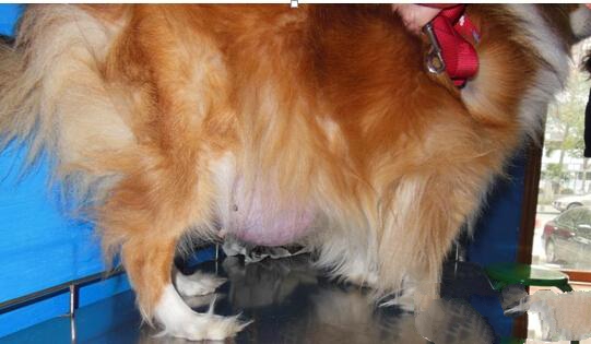 另一患犬，发生乳腺肿瘤右侧第三乳腺
