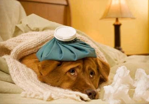 如果是幼犬出现咳嗽最好是多留意狗狗的状况