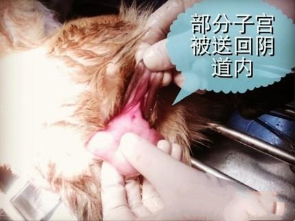 一例典型犬子宫脱出病例的解析