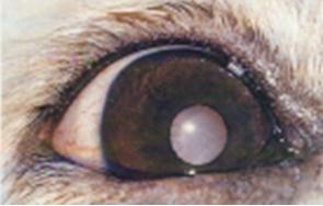 患病犬眼部图