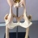 髋关节的骨骼解剖图