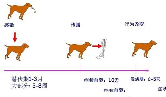 图2：犬狂犬病的感染过程