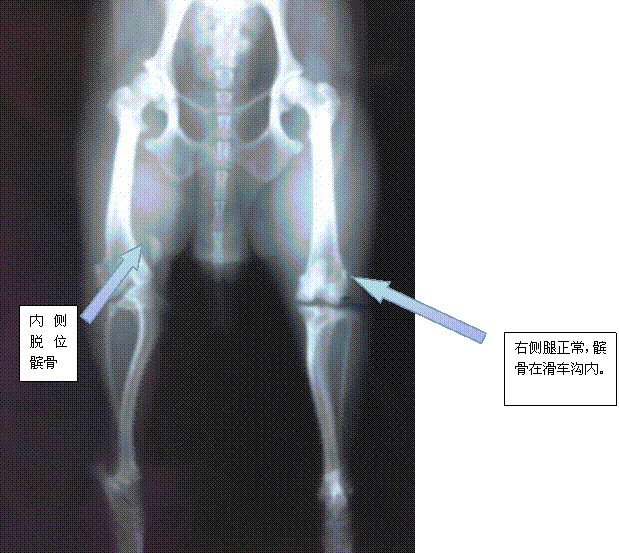 一例泰迪四级髌骨内侧脱位，2岁，正位片。明显观察到髌骨内侧脱位。