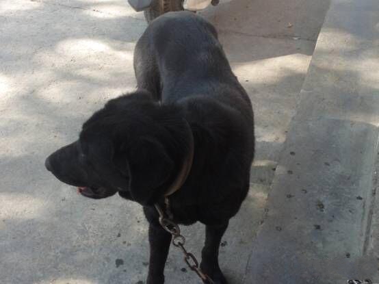 另一患病犬，姓名大黑狗，用于看护厂房。跟自己母亲打斗后，腿部受伤，未被主人及时发现。