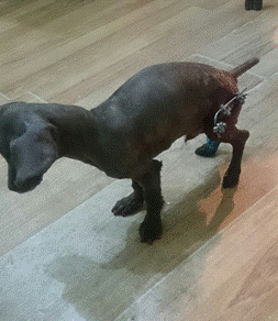 另一患病犬，股骨骨折使用外固定支架演示图。