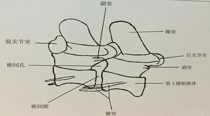     图4.2.3 A腰椎侧位正常结构