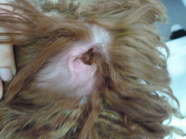 囡囡的耳部一样存在着马拉色菌感染，皮肤增厚明显，皮屑多，经常在家抓挠，可以看出发病时间已经超过2周，甚至可能是一个月。