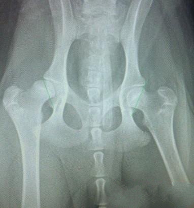 此X光片为数码片，通过图中的绿色测量线可发现左侧的股骨头和右侧的股骨头在关节窝里的面积明显不同，但是由于拍摄此片时患犬未镇静麻醉，所以摆位不正，不能作为确诊的理由，所以建议还是在患犬肌肉放松的情况下拍片。