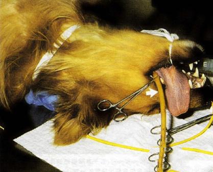 图5：对鼻部真菌感染的患犬进行克霉唑浸泡治疗