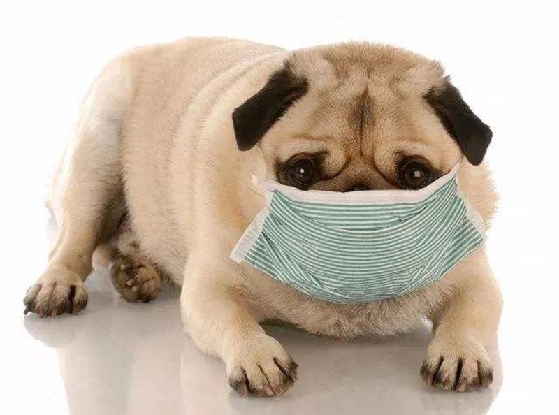 动物流行性感冒 