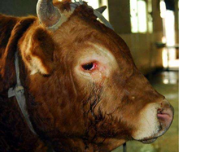 牛传染性角膜结膜炎